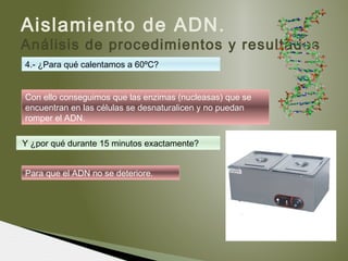 Aislamiento de ADN.
Análisis de procedimientos y resultados
4.- ¿Para qué calentamos a 60ºC?
Con ello conseguimos que las enzimas (nucleasas) que se
encuentran en las células se desnaturalicen y no puedan
romper el ADN.
Y ¿por qué durante 15 minutos exactamente?
Para que el ADN no se deteriore.
 