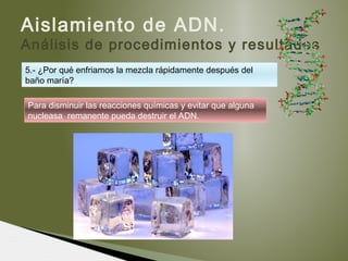 Aislamiento de ADN.
Análisis de procedimientos y resultados
5.- ¿Por qué enfriamos la mezcla rápidamente después del
baño maría?
Para disminuir las reacciones químicas y evitar que alguna
nucleasa remanente pueda destruir el ADN.
 