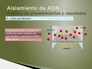 Aislamiento de ADN.
Análisis de procedimientos y resultados
8.- ¿Para qué filtramos?
Conseguimos que se queden en
el filtro los restos celulares de
gran tamaño y que pase el ADN a
través de él.
 