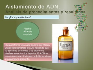 Aislamiento de ADN.
Análisis de procedimientos y resultados
El etanol forma una capa encima del filtrado.
El alcohol deshidrata el ADN haciendo que
su densidad disminuya y se sitúe en la
interfase entre los dos líquidos. El ADN es
insoluble en etanol frío pero soluble en etanol
a temperatura ambiente.
Alcohol
(Etanol)
muy frío
9.- ¿Para qué añadimos?
 