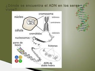 ¿Dónde se encuentra el ADN en los seres
vivos?
 