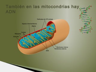 También en las mitocondrias hay
ADN
 