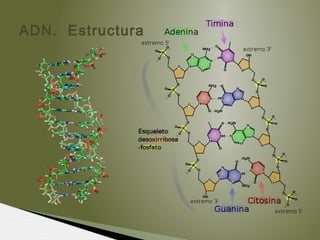 ADN. Estructura
 