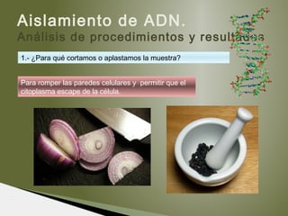 Aislamiento de ADN.
Análisis de procedimientos y resultados
Para romper las paredes celulares y permitir que el
citoplasma escape de la célula.
1.- ¿Para qué cortamos o aplastamos la muestra?
 