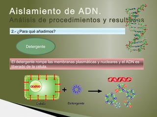 Aislamiento de ADN.
Análisis de procedimientos y resultados
El detergente rompe las membranas plasmáticas y nucleares y el ADN es
liberado de la célula.
2.- ¿Para qué añadimos?
Detergente
 