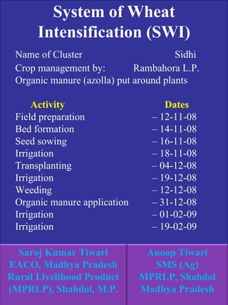 System of Wheat Intensification (SWI) Name of Cluster     Sidhi Crop management by:  Rambahora L.P. Organic manure (azolla) put around plants Activity   Dates Field preparation  – 12-11-08 Bed formation  – 14-11-08 Seed sowing  – 16-11-08 Irrigation  – 18-11-08 Transplanting  – 04-12-08  Irrigation  – 19-12-08  Weeding      – 12-12-08 Organic manure application – 31-12-08 Irrigation    – 01-02-09 Irrigation  – 19-02-09 Anoop Tiwari SMS (Ag) MPRLP, Shahdol Madhya Pradesh Saroj Kumar Tiwari EACO, Madhya Pradesh Rural Livelihood Product (MPRLP), Shahdol, M.P. 