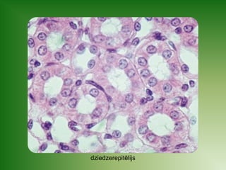 dziedzerepitēlijs 
 