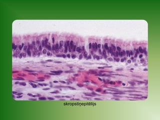 skropstiņepitēlijs 
 
