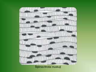 Šķērssvītrotie muskuļi 
 