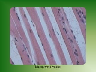 Šķērssvītrotie muskuļi 
 