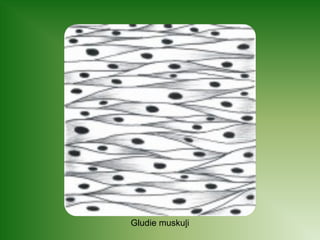 Gludie muskuļi 
 
