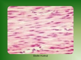 Gludie muskuļi 
 