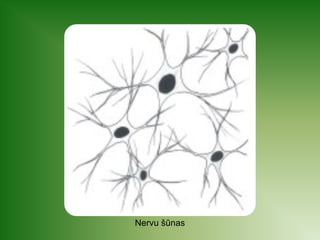 Nervu šūnas 
 