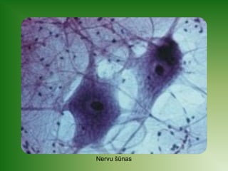 Nervu šūnas 
 