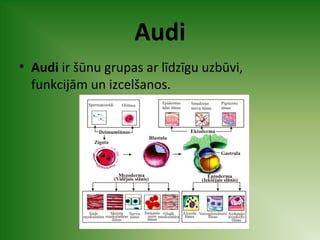 Audi 
• Audi ir šūnu grupas ar līdzīgu uzbūvi, 
funkcijām un izcelšanos. 
 