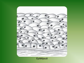 Epitēlijaudi 
 