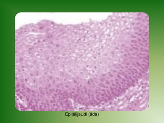 Epitēlijaudi (āda) 
 