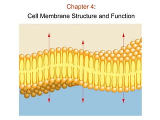 Chapter 4:
Cell Membrane Structure and Function
 