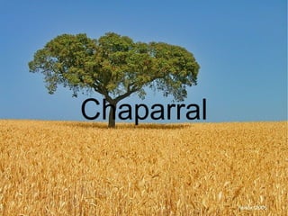 Chaparral
 