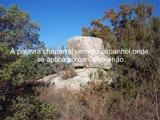 A palavra chaparral vem do espanhol,onde
se aplica ao carvalho-anão.