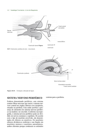 462   Semiologia Veterinária: A Arte do Diagnóstico




                                                                                        Canal central
                                                                                        da medula
Fora me
interventricular




                                                                          Aqueduto mesencefálico


                                      Ventrículo lateral Figura     ventrículo IV

                                                                    ventrículo
10.9 -Ventrículos cerebrais do cão - vista dorsal.




                                                                                                 Plexos
                                                                                                 coróides

                                                                                                            Espaço
                                                                                                            subaracnó
                   Ventrículos cerebrais                                                                    ide




                                                                                 Seios da dura-máter

                                                                                        Granulação aracnóide
                                                                                                Canal central medular


Figura 10.10 - Formação e absorção do liquor.




SISTEMA NERVOSO PERIFÉRICO                                        centrais para a periferia.

Embora denominado periférico, este sistema
contém fibras nervosas que unem o sistema ner-
voso central aos órgãos efetores e/ou receptores,
situados na periferia. Esta união justifica a pre-
sença de elementos do sistema nervoso periféri-
co na medula e no enccfalo. Conforme sua topo-
grafia, o sistema nervoso periférico pode ser divi-
dido em nervos cranianos e espinhais. De acordo
com o tipo de neurônio envolvido, são denomi-
nados de efetores ou sensitivos. Os ncurônios
efetores dividem-se conforme a sua função em
neurônios motores e neurônios autonômicos,
ambos eferentes porque conduzem os estímulos
 