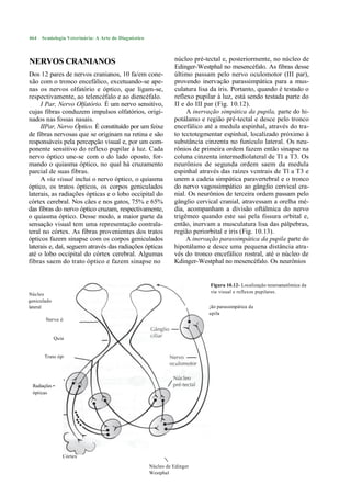 464   Semiologia Veterinária: A Arte do Diagnóstico



NERVOS CRANIANOS                                                núcleo pré-tectal e, posteriormente, no núcleo de
                                                                Edinger-Westphal no mesencéfalo. As fibras desse
Dos 12 pares de nervos cranianos, 10 fa/em cone-                último passam pelo nervo oculomotor (III par),
xão com o tronco encefálico, excetuando-se ape-                 provendo inervação parassimpática para a mus-
nas os nervos olfatório e óptico, que ligam-se,                 culatura lisa da íris. Portanto, quando é testado o
respectivamente, ao telencéfalo e ao diencéfalo.                reflexo pupilar à luz, está sendo testada parte do
     I Par, Nervo Olfatório. É um nervo sensitivo,              II e do III par (Fig. 10.12).
cujas fibras conduzem impulsos olfatórios, origi-                    A inervação simpática da pupila, parte do hi-
nados nas fossas nasais.                                        potálamo e região pré-tectal e desce pelo tronco
     IIPar, Nervo Óptico. É constituído por um feixe            encefálico até a medula espinhal, através do tra-
de fibras nervosas que se originam na retina e são              to tcctotegmentar espinhal, localizado próximo à
responsáveis pela percepção visual e, por um com-               substância cinzenta no funículo lateral. Os neu-
ponente sensitivo do reflexo pupilar à luz. Cada                rônios de primeira ordem fazem então sinapse na
nervo óptico une-se com o do lado oposto, for-                  coluna cinzenta intermediolateral de Tl a T3. Os
mando o quiasma óptico, no qual há cruzamento                   neurônios de segunda ordem saem da medula
parcial de suas fibras.                                         espinhal através das raízes vcntrais de Tl a T3 e
     A via visual inclui o nervo óptico, o quiasma              unem a cadeia simpática paravertebral e o tronco
óptico, os tratos ópticos, os corpos geniculados                do nervo vagossimpático ao gânglio cervical cra-
laterais, as radiações ópticas e o lobo occipital do            nial. Os neurônios de terceira ordem passam pelo
córtex cerebral. Nos cães e nos gatos, 75% e 65%                gânglio cervical cranial, atravessam a orelha mé-
das fibras do nervo óptico cruzam, respectivamente,             dia, acompanham a divisão oftálmica do nervo
o quiasma óptico. Desse modo, a maior parte da                  trigêmeo quando este sai pela fissura orbital e,
sensação visual tem uma representação contrala-                 então, inervam a musculatura lisa das pálpebras,
teral no córtex. As fibras provenientes dos tratos              região periorbital e íris (Fig. 10.13).
ópticos fazem sinapse com os corpos geniculados                      A inervação parassimpática da pupila parte do
laterais e, daí, seguem através das radiações ópticas           hipotálamo e desce uma pequena distância atra-
até o lobo occipital do córtex cerebral. Algumas                vés do tronco encefálico rostral, até o núcleo de
fibras saem do trato óptico e fazem sinapse no                  Kdinger-Westphal no mesencéfalo. Os neurônios


                                                                                Figura 10.12- Localização neuroanatômica da
                                                                                via visual e reflexos pupilares.
Núcleo
geniculado
lateral                                                                   Inervação parassimpática da
                                                                               pupila
       Nervo óptico


             Quiasma
             óptico

       Trato óptico




 Radiações •
 ópticas




                Córtex
                occipital                                   
                                                      Núcleo de Edinger
                                                      Westphal
 