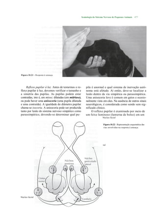 Semiologia do Sistema Nervoso de Pequenos Animais     477




Figura 10.21 - Resposta à ameaça.




     Reflexo pupilar à luz. Antes de testarmos o re-         pila é anormal e qual sistema de inervação autó-
flexo pupilar à luz, devemos verificar o tamanho e           noma está afetado. Aí então, deve-se localizar a
a simetria das pupilas. As pupilas podem estar               lesão dentro da via simpática ou parassimpática.
contraídas, isto é, em miose; dilatadas (em midríase),       Uma anisocoria leve é comum em gatos e ocasio-
ou pode haver uma anisocoria (uma pupila dilatada            nalmente vista em cães. Na ausência de outros sinais
e uma contraída). A igualdade do diâmetro pupilar            neurológicos, é considerada como sendo sem sig-
chama-se isocoria. A anisocoria pode ser produzida           nificado clínico.
tanto por lesão do sistema nervoso simpático como                 O reflexo pupilar é examinado por meio de
parassimpático, devendo-se determinar qual pu-               um feixe luminoso (lanterna de bolso) em um
                                                                             Núcleo facial


                                                                              Figura 10.22 - Representação esquemática das
                                                                              vias envolvidas na resposta à ameaça.




                                                                     Nervo facial




Núcleo facial
 