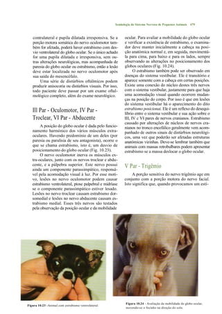 Semiologia do Sistema Nervoso de Pequenos Animais    479



   contralateral e pupila dilatada irresponsiva. Se a      ocular. Para avaliar a mobilidade do globo ocular
   porção motora somática do nervo oculomotor tam-         e verificar a existência de estrabismo, o examina-
   bém for afctada, poderá haver estrabismo com des-       dor deve manter inicialmente a cabeça na posi-
   vio ventrolateral do globo ocular. Se o único achado    ção anatómica normal e, em seguida, movimentá-
   for uma pupila dilatada e irresponsiva, sem ou-         la para cima, para baixo e para os lados, sempre
   tras alterações neurológicas, mas acompanhada de        observando as alterações no posicionamento dos
   paresia do globo ocular ou estrabismo, então a lesão    globos oculares (Fig. 10.24).
   deve estar localizada no nervo oculomotor após                O estrabismo também pode ser observado em
   sua saída do mesencéfalo.                               doenças do sistema vestibular. Ele é transitório e
        Uma série de distúrbios oftálmicos podem           aparece somente com a cabeça em certas posições.
   produzir anisocoria ou distúrbios visuais. Por isso,    Existe uma conexão do núcleo destes três nervos
   todo paciente deve passar por um exame oftal-           com o sistema vestibular, justamente para que haja
   mológico completo, além do exame neurológico.           uma acomodação visual quando ocorrem mudan-
                                                           ças na posição do corpo. Por isso é que em lesões
                                                           do sistema vestibular há o aparecimento do dito
   Ill Par - Oculomotor, IV Par -                          estrabismo posicionai. Ele é um reflexo do desequi-
                                                           líbrio entre o sistema vestibular e sua ação sobre o
   Troclear, VI Par - Abducente                            III, IV c VI pares de nervos cranianos. Estrabismo
                                                           causado por alterações de núcleos de nervos cra-
        A posição do globo ocular é dada pelo funcio-      nianos no tronco encefálico geralmente vem acom-
   namento harmónico dos vários músculos extra-            panhado de outros sinais de distúrbios neurológi-
   oculares. Havendo predomínio de um deles (por           cos, uma vez que poderão ser afetadas estruturas
   paresia ou paralisia de seu antagonista), ocorre o      anatómicas vizinhas. Deve-se lembrar também que
   que se chama estrabismo, isto é, um desvio de           animais com massas retrobulbares podem apresentar
   posicionamento do globo ocular (Fig. 10.23).            estrabismo se a massa deslocar o globo ocular.
        O nervo oculomotor inerva os músculos ex-
   tra-oculares, junto com os nervos troclear e abdu-
   cente, e a pálpebra superior. Este nervo possui         V Par - Trigêmio
   ainda um componente parassimpático, responsá-
   vel pela acomodação visual à luz. Por esse moti-             A porção sensitiva do nervo trigêmio age em
   vo, lesões no nervo oculomotor podem causar             conjunto com a porção motora do nervo facial.
   estrabismo ventrolateral, ptose palpebral e midríase    Isto significa que, quando provocamos um estí-
   se o componente parassimpático estiver lesado.
   Lesões no nervo troclear causam estrabismo dor-
   somedial e lesões no nervo abducente causam es-
   trabismo medial. Esses três nervos são testados
   pela observação da posição ocular e da mobilidade




                                                            Figura 10.24 - Avaliação da mobilidade do globo ocular,
Figura 10.23 -Animal com estrabismo ventrolateral.
                                                            movendo-se o focinho na díreção do solo.
 