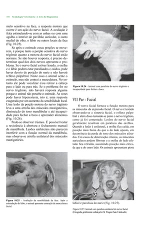 480   Semiologia Veterinária: A Arte do Diagnóstico



mulo sensitivo na face, a resposta motora que
ocorre é um ação do nervo facial. A avaliação é
feita estimulando-se com as unhas ou com uma
agulha o interior do pavilhão auricular, o canto
medial do olho, o lábio ou outros locais da face
(Fig. 10.25).
     Se após o estímulo essas porções se move-
rem, é porque tanto a porção sensitiva do nervo
trigêmio quanto a motora do nervo facial estão
normais. Se não houver resposta, é preciso de-
terminar qual dos dois nervos apresenta o pro-
blema. Se o nervo facial estiver lesado, a orelha
e o lábio podem estar paralisados c caídos, pode
haver desvio de posição do nariz e não haverá
reflexo palpebral. Neste caso o animal sente o
estímulo, mas não contrai a musculatura. No en-
tanto ele pode vocalizar e/ou retirar a cabeça
para o lado ou para trás. Se o problema for no                      Figura 10.26 - Animal com paralisia do nervo trigêmio e
nervo trigêmio, não haverá resposta alguma                          incapacidade para fechar a boca.
porque o animal não percebe o estímulo. Às vezes
pode haver hiperestesia, isto é, uma resposta
exagerada por um aumento da sensibilidade local.                    VII Par - Facial
Uma lesão da porção motora do nervo trigêmio                             O nervo facial fornece a função motora para
leva a uma atrofia dos músculos mastigatórios,                      os músculos da expressão facial. O nervo é testado
diminuição do tono mandibular e até incapaci-                       observando-se a simetria facial, o reflexo palpe-
dade para fechar a boca e apreender alimentos                       bral c além disso testando-se junto o nervo trigêmio,
(Fig. 10.26).                                                       como já foi comentado. Lesões do nervo facial
     Pode-se observar trismos. É possível testar                    geralmente resultam em paralisia das orelhas.
a resistência à abertura e fechamento manual                        Quando a lesão é unilateral, a orelha fica caída, em
da mandíbula. Lesões unilaterais não parecem                        posição mais baixa do que a do lado oposto, em
interferir com a função normal da mandíbula,                        decorrência da perda do tono dos músculos afeta-
mas observa-se atrofia unilateral dos músculos                      dos. Em casos de denervação crónica, os músculos
mastigatórios.                                                      auriculares podem fibrosar e a orelha do lado afe-
                                                                    tado fica retraída, assumindo posição mais eleva-
                                                                    da que a do outro lado. Os animais apresentam ptose




Figura 10.25 - Avaliação da sensibilidade da face. Após a
estimulação do lábio, o animal apresenta contração da musculatura   labial e paralisia do nariz (Fig. 10.27).
facial.
                                                                    Figura 10.27-Animal com paralisia unilateral do nervo facial.
                                                                    (Fotografia gentilmente cedida pelo Dr. Wagner Sato Ushikoshi).
 