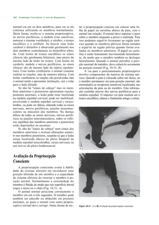 484   Semiologia Veterinária: A Arte do Diagnóstico



normal cm um ou dois membros, para ver se ele          tar a propriocepção consiste em colocar uma fo-
continua utilizando os membros normalmente.            lha de papel ou cartolina abaixo da pata, com o
Desta forma, avalia-sc o sistema proprioceptivo,       animal em estação. O animal deve suportar o peso
os nervos periféricos, a medula (vias sensitivas,      sobre o membro enquanto a prova é realizada. Para
motoras e sistema vestibular), o cérebro, o tronco     isso podemos erguê-lo levemente na região torá-
encefálico e o cerebelo. Se houver uma lesão           cica quando os membros pélvicos forem testados
cerebral o distúrbio é observado geralmente nos        e erguê-lo na região pélvica quando forem ava-
dois membros contralaterais ao hemisfério afeta-       liados os membros anteriores. O papel ou carto-
do. Com lesões de tronco encefálico os sinais          lina é então lentamente movimentado lateralmen-
clínicos são geralmente bilaterais, mas piores do      te, de modo que o membro também se desloque
mesmo lado da lesão no tronco. Com lesões no           lateralmente. Quando o animal perceber a posi-
cerebelo, medula e nervos periféricos, os sinais       ção anormal do membro, deve colocá-lo novamente
clínicos são do mesmo lado da injúria (ipsilate-       na posição normal (Fig. 10.31, B).
rais). Com lesões cerebelares o animal costuma              A via para o posicionamento proprioceptivo
realizar as reações, mas de maneira atáxica. Com       envolve componentes da maioria do sistema ner-
lesões vestibulares as reações são preservadas mas     voso. Quando a pata é colocada sobre seu dorso, ou
o animal tende a apresentar inclinação, cair e rolar   o membro permanece em uma posição anormal, são
para o lado afetado.                                   estimulados os receptores sensitivos localizados nas
     Se não há "sinais de cabeça" mas os mem-          articulações da pata ou do membro. Esta informa-
bros anteriores e posteriores apresentam reações       ção caminha através dos nervos periféricos para a
posturais anormais, a lesão pode estar localizada      medula espinhal. O impulso vai pela medula até o
na medula espinhal cervical, pode ser multifocal,      tronco encefálico, tálamo e finalmente atinge o córtex
envolvendo a medula espinhal cervical c toraco-
lombar, ou pode ser difusa, afetando todas as raízes
nervosas, nervos periféricos, junções neuromus-
culares ou músculos dos membros. Na doença
difusa de todas as raízes nervosas, nervos perifé-
ricos ou junções neuromusculares, todos os refle-
xos espinhais dos membros anteriores e posteriores
estão deprimidos ou ausentes.
     Sc não há "sinais de cabeça" nem sinais dos
membros anteriores e existem alterações somen-
te nos membros posteriores, suspeita-se que a lesão
esteja localizada abaixo do plexo braquial na
medula espinhal toracolombar, raízes nervosas ou
nos nervos do plexo lombossacral.


Avaliação da Propriocepção
Consciente
    A propriocepção consciente avalia a habili-
dade do sistema aferente em reconhecer uma
posição alterada de um membro e a capacidade
do sistema eferente de retornar o membro à po-
sição normal. Normalmente a extremidade do
membro é fletida de modo que sua superfície dorsal
toque a mesa ou o chão (Fig. 10.31, A).
    O animal normal posiciona corretamente o
membro em um a três segundos. O membro pode
também ser aduzido ou abduzido em posturas
anormais, as quais o animal com senso proprio-
ceptivo normal deve corrigir. Outra forma de tes-      Figura 10.31 - (A e B) Avaliação da propriocepção consciente.
 