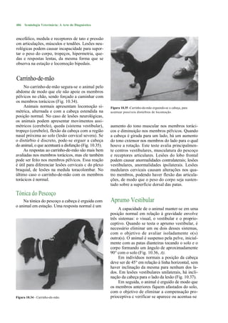 486   Semiologia Veterinária: A Arte do Diagnóstico



encefálico, medula e receptores de tato e pressão
cm articulações, músculos e tendões. Lesões neu-
rológicas podem causar incapacidade para supor-
tar o peso do corpo, tropeços, hipermetria, que-
das e respostas lentas, da mesma forma que se
observa na estação e locomoção bipedais.


Carrinho-de-mão
     No carrinho-de-mão segura-se o animal pelo
abdome de modo que ele não apoie os membros
pélvicos no chão, sendo forçado a caminhar com
os membros torácicos (Fig. 10.34).
     Animais normais apresentam locomoção si-          Figura 10.35 -Carrinho-de-mão erguendo-se a cabeça, para
métrica, alternada e com a cabeça estendida na         acentuar possíveis distúrbios de locomoção.
posição normal. No caso de lesões neurológicas,
os animais podem apresentar movimentos assi-
métricos (cerebelo), queda (sistema vestibular),       aumento do tono muscular nos membros toráci-
tropeço (cerebelo), flexão da cabeça com a região      cos e diminuição nos membros pélvicos. Quando
nasal próxima ao solo (lesão cervical severa). Se      a cabeça é girada para um lado, há um aumento
o distúrbio é discreto, pode-se erguer a cabeça        do tono cxtensor nos membros do lado para o qual
do animal, o que acentuará a disfunção (Fig. 10.35).   houve a rotação. Este teste avalia principalmen-
     As respostas ao carrinho-de-mão são mais bem      te centros vestibulares, musculatura do pescoço
avaliadas nos membros torácicos, mas ele também        e receptores articulares. Lesões do lobo frontal
pode ser feito nos membros pélvicos. Essa reação       podem causar anormalidades contralaterais; lesões
é útil para diferenciar lesões cervicais c do plexo    vestibulares, anormalidades ipsilaterais. Lesões
braquial, de lesões na medula toracolombar. No         medulares cervicais causam alterações nos qua-
último caso o carrinho-de-mão com os membros           tro membros, podendo haver flexão das articula-
torácicos é normal.                                    ções, de modo que o peso do corpo seja susten-
                                                       tado sobre a superfície dorsal das patas.

Tónica do Pescoço
    Na tónica do pescoço a cabeça é erguida com        Aprumo Vestibular
o animal em estação. Uma resposta normal é um
                                                            A capacidade de o animal manter-se em uma
                                                       posição normal em relação à gravidade envolve
                                                       três sistemas: o visual, o vestibular e o proprio-
                                                       ceptivo. Quando se testa o aprumo vestibular, é
                                                       necessário eliminar um ou dois desses sistemas,
                                                       com o objetivo de avaliar isoladamente o(s)
                                                       outro(s). O animal é suspenso pela pelve, inicial-
                                                       mente com as patas dianteiras tocando o solo e o
                                                       corpo formando um ângulo de aproximadamente
                                                       90° com o solo (Fig. 10.36, A).
                                                            Em indivíduos normais a posição da cabeça
                                                       deve ser de 45° em relação à linha horizontal, sem
                                                       haver inclinação da mesma para nenhum dos la-
                                                       dos. Em lesões vestibulares unilaterais, há incli-
                                                       nação da cabeça para o lado da lesão (Fig. 10.37).
                                                            Em seguida, o animal é erguido de modo que
                                                       os membros anteriores fiquem afastados do solo,
                                                       com o objetivo de eliminar a compensação pro-
Figura 10.34 - Carrinho-de-mão.                        prioceptiva c verificar se aparece ou acentua-se
 