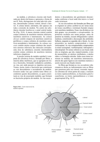 Semiologia do Sistema Nervoso de Pequenos Animais      457



     na medula, a substância cinzenta está locali-             dentes e descendentes são geralmente denomi-
zada por dentro da branca e apresenta a forma de               nadas conforme o local onde têm início e o local
um H. Nela, distinguimos de cada lado três colu-               onde terminam.
nas, denominadas colunas ventral, dorsal e late-                    As vias descendentes são formadas por fibras que
ral. A coluna lateral, entretanto, não aparece em              se originam no córtex cerebral ou em várias áreas
toda a extensão da medula. No centro da subs-                  do tronco encefálico e terminam fazendo sinapse
tância cinzenta localiza-se o canal central medu-              com neurônios medulares. Essas vias dividem-se em
lar (Fig. 10.6). A massa cinzenta central contém               dois grupos: vias piramidais e extrapiramidais. As
corpos celulares de neurônios motores inferiores,              primeiras recebem este nome porque, antes de
neurônios sensitivos e internunciais. As colunas               penetrar na medula, cruzam obliquamente o plano
dorsais contêm sinapses de neurônios sensitivos                mediano, constituindo a decussação das pirâmides
periféricos e corpos celulares de neurônios sensi-             bulbares, enquanto as segundas não o fazem. As vias
tivos ascendentes e internunciais. As colunas ven-             piramidais na medula compreendem o trato
erais contêm muitos corpos celulares dos neurô-                corticospinal. As vias extrapiramidais compreendem
nios motores inferiores dos músculos estriados.                os tratos tectospinal, vestibulospinal, rubrospinal e
uma área de substância cinzenta intermediária                  reticulospinal. Os nomes referem-se aos locais onde
contém corpos celulares de neurônios motores                   eles se originam, que são, respectivamente, o teto
inferiores simpáticos.                                         do mesencéfalo, os núcleos vestibulares, o núcleo
     A porção externa da medula espinhal é com-                rubro e a formação reticular. Iodos esses tratos ter-
posta de substância branca, formada por fibras, a              minam na medula, em neurônios internunciais,
maioria delas mielínicas, que se agrupam em tra-               através dos quais ligam-se aos neurônios motores e
tos e fascículos, formando verdadeiros caminhos,               assim exercem sua função motora.
ou vias, por onde passam os impulsos nervosos.                      As fibras que formam as vias ascendentes rela-
Temos, assim, tratos e fascículos que constituem               cionam-se direta ou indiretamente com as fibras
as vias descendentes e ascendentes da medula.                  que penetram pela raiz dorsal, trazendo impul-
Existem ainda vias que contêm tanto fibras as-                 sos aferentes de várias partes do corpo, e incluem
cendentes quanto descendentes, as quais consti-                os tratos espinocerebelares, os fascículos grácil e
tuem as vias de associação medular, que formam                 cuneiforme, os tratos espinotalâmicos e o trato
os fascículos próprios da medula. As vias ascen-               propriospinal (Fig. 10.7).



Figura 10.6 - Corte transversal da
medula espinhal.




                                                                                                    Coluna dorsal



                                                                                                          Funículo lateral

                                                                                                              Canal central



                                                                                                              Coluna ventral
                                     Substância
                                     cinzenta

                                                                                                  Raiz motora do
                                                                                                  nervo espinal
                                             Substância
                                             branca

                                                          Fissura mediana     Funículo     Funículo dorsal
                                                          ventral             ventral
                                                                                          Raiz sensitiva do
                                                                                          nervo espinal
 