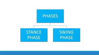 PHASES
STANCE
PHASE
SWING
PHASE
 