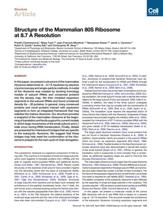 Structure
Article
Structure of the Mammalian 80S Ribosome
at 8.7 A˚ Resolution
Preethi Chandramouli,1 Maya Topf,2,5 Jean-Franc¸ ois Me´ ne´ tret,1,5 Narayanan Eswar,3,5 Jamie J. Cannone,4
Robin R. Gutell,4 Andrej Sali,3 and Christopher W. Akey1,*
1Department of Physiology and Biophysics, Boston University School of Medicine, 700 Albany Street, Boston, MA 02118, USA
2School of Crystallography, Birkbeck College, University of London, Malet Street, London WC1E 7HX, United Kingdom
3Department of Biopharmaceutical Sciences, California Institute for Quantitative Biomedical Research, QB3 at Mission Bay,
University of California, San Francisco, 1700 4th Street, San Francisco, CA 94158, USA
4The Institute for Cellular and Molecular Biology, The University of Texas at Austin, Austin, TX 78712, USA
5These authors contributed equally to this work.
*Correspondence: cakey@bu.edu
DOI 10.1016/j.str.2008.01.007
SUMMARY
In this paper, we present a structure of the mammalian
ribosome determined at 8.7 A˚ resolution by electron
cryomicroscopy andsingle-particle methods.A model
of the ribosome was created by docking homology
models of subunit rRNAs and conserved proteins
into the density map. We then modeled expansion
segments in the subunit rRNAs and found unclaimed
density for 20 proteins. In general, many conserved
proteins and novel proteins interact with expansion
segments to form an integrated framework that may
stabilize the mature ribosome. Our structure provides
a snapshot of the mammalian ribosome at the begin-
ningoftranslationandlendssupporttocurrentmodels
in which large movements of the small subunit and L1
stalk occur during tRNA translocation. Finally, details
are presented for intersubunit bridges that are speciﬁc
to the eukaryotic ribosome. We suggest that these
bridges may help reset the conformation of the ribo-
some to prepare for the next cycle of chain elongation.
INTRODUCTION
The cytoplasmic ribosome is a signature component of free-liv-
ing cells. This machine is composed of small and large subunits,
which work together to translate proteins from mRNAs with the
aide of cognate amino-acylated tRNAs and additional factors
(Green and Noller, 1997; Ramakrishnan, 2002). Recent crystal
structures of the bacterial small subunit have provided insights
into the decoding center and the basis of translational ﬁdelity
(Wimberly et al., 2000; Schluenzen et al., 2000; Pioletti et al.,
2001; Carter et al., 2000; Brodersen et al., 2000; Ogle et al.,
2001; Ogle and Ramakrishnan, 2005). Similarly, structures
of large subunits from bacteria and archaea have revealed the
architecture of the peptidyl transferase center, the L1 stalk, the
exit tunnel, and a universal docking surface for factors that inter-
act with the nascent polypeptide chain (Ban et al., 2000; Harms
et al., 2001). In the 70S ribosome, the relative positions of the
small and large subunits and the role of the intersubunit bridges
have also been documented (Yusupov et al., 2001; Korostelev
et al., 2006; Selmer et al., 2006; Schuwirth et al., 2005). In addi-
tion, structures of programmed bacterial ribosomes have de-
ﬁned a path for the translocation of mRNA and tRNAs through
the intersubunit space (Yusupova et al., 2001, 2006; Korostelev
et al., 2006; Selmer et al., 2006; Berk et al., 2006).
Peptide bond formation lies at the heart of translation and is cat-
alyzed by rRNA (Schmeing et al., 2005; Jenni and Ban, 2003). Dur-
ing translation, the small subunit moves with a ratchet-like motion
relative to the large subunit (Frank and Agrawal, 2000; Valle et al.,
2003b). In addition, the head of the small subunit undergoes
a swiveling motion that may be coupled with the translocation of
tRNAs (Schuwirth et al., 2005; Berk et al., 2006; Spahn et al.,
2004a). The translation cycle requires the sequential action of
many factors that interact with the ribosome. Snapshots of these
processes have provided insights into initiation (Allen et al., 2005),
revealed the interactions of EF-Tu/amino-acylated tRNA with the
ribosome (Frank et al., 2005; Valle et al., 2003a; Stark et al., 2002),
and given details of EF-G-mediated translocation (Datta et al.,
2005; Stark et al., 2000; Diaconu et al., 2005).
The larger yeast ribosome contains many novel proteins that
are not found in bacterial ribosomes (Dresios et al., 2006). In
addition, hypervariable inserts are present in the subunit rRNAs
which are known as expansion segments (ES) (Gerbi, 1996;
Schnare et al., 1996). Parallel studies on the Saccharomyces cer-
evisiae ribosome have also demonstrated a ratchet-like motion
of the small subunit (Spahn et al., 2001, 2004a). In general, the
translation cycle in eukaryotes is more complex than in prokar-
yotes, as additional regulatory steps are used to ﬁne-tune this
process (Ramakrishnan, 2002).
The mammalian ribosome is even larger than the yeast ribosome
(Wool etal.,1995; Dresiosetal., 2006).Thesize differenceisdue pri-
marilytoexpansionsegmentsinthelargesubunitrRNA,asmamma-
lian and yeast ribosomes contain a similar number of proteins. The
functionsoftheexpansionsegmentsarenotwellknown,butatleast
one insert is required for cell viability (ES27; Sweeney et al., 1994).
The added complexity of the eukaryotic ribosome is also reﬂected
by the assembly of small and large subunits in the nucleolus. This
process requires 200 accessoryproteins and numeroussnoRNPs
(Rudra and Warner, 2004; Fromont-Racine et al., 2003).
In this paper, we present a molecular model of the canine
80S ribosome with an E site tRNA that is based on a density
map at 8.7 A˚ resolution. This structure reveals the architecture
of the eukaryotic ribosome, including expansion segments and
Structure 16, 535–548, April 2008 ª2008 Elsevier Ltd All rights reserved 535
 