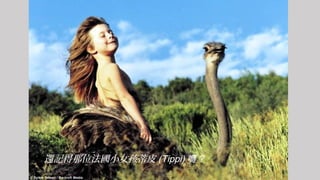 ߀ӛλСŮƤ (Tippi)  ?
 