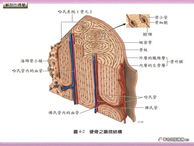 骨骼系統 骨骼系統