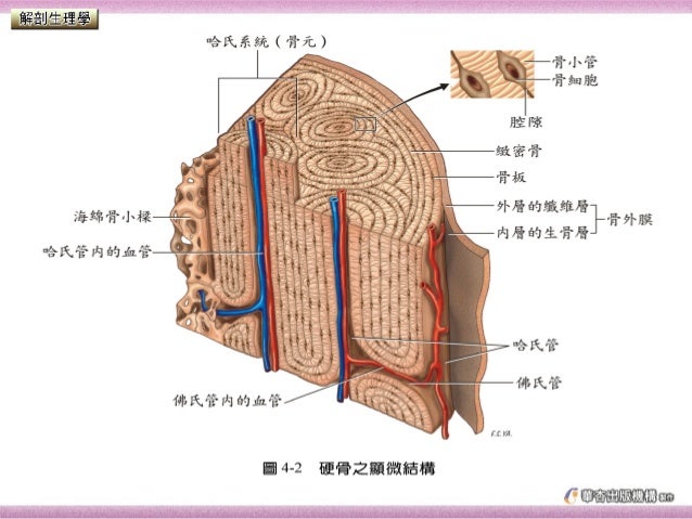 骨骼系統