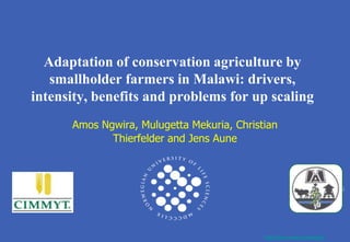 Adaptation of conservation agriculture by
   smallholder farmers in Malawi: drivers,
intensity, benefits and problems for up scaling
      Amos Ngwira, Mulugetta Mekuria, Christian
             Thierfelder and Jens Aune



                                                                          2111
                                                                          2005




                                            http://www.umb.no/noragric/
 