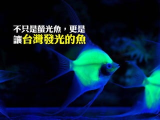 不只是螢光魚，更是 
讓台灣發光的魚  