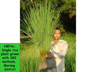 NEPAL: Single rice plant grown with SRI  methods,  Morang  district 