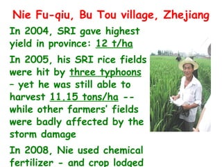 Nie Fu-qiu, Bu Tou village, Zhejiang In 2004, SRI gave highest yield in province:  12 t/ha In 2005, his SRI rice fields we...