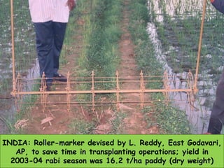 INDIA: Roller-marker devised by L. Reddy, East Godavari, AP, to save time in transplanting operations; yield in 2003-04 ra...