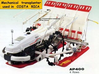 Fig 1   Trasplantadora motorizada AP100 Yanmar Mechanical  transplanter  used in  COSTA  RICA 