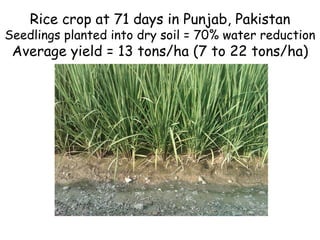 Rice crop at 71 days in Punjab, Pakistan Seedlings planted into dry soil = 70% water reduction Average yield = 13 tons/ha ...