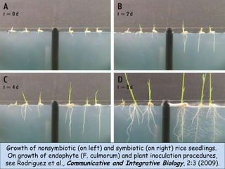 Growth of nonsymbiotic (on left) and symbiotic (on right) rice seedlings.  On growth of endophyte (F. culmorum) and plant ...