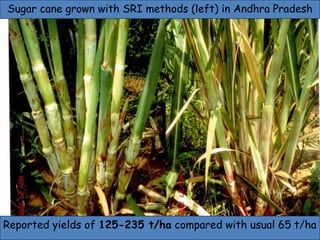 Sugar cane grown with SRI methods (left) in Andhra Pradesh Reported yields of  125-235 t/ha  compared with usual 65 t/ha 