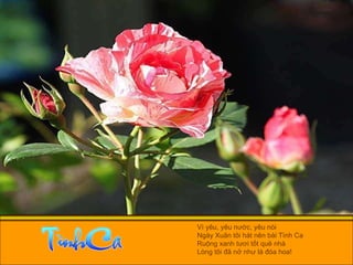 Vì yêu, yêu nước, yêu nòi  Ngày Xuân tôi hát nên bài Tình Ca  Ruộng xanh tươi tốt quê nhà  Lòng tôi đã nở như là đóa hoa! 