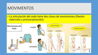 Luxacion de codo | PPTX