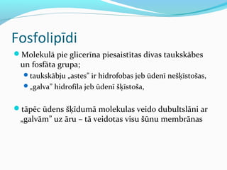 Fosfolipīdi 
Molekulā pie glicerīna piesaistītas divas taukskābes 
un fosfāta grupa; 
taukskābju „astes” ir hidrofobas jeb ūdenī nešķīstošas, 
„galva” hidrofīla jeb ūdenī šķīstoša, 
tāpēc ūdens šķīdumā molekulas veido dubultslāni ar 
„galvām” uz āru – tā veidotas visu šūnu membrānas 
 