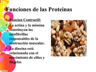 Funciones de las Proteinas
• Funcion Contractil:
• La actina y la miosina
constituyen las
miofibrillas
responsables de la
contracción muscular.
• La dineina está
relacionada con el
movimiento de cilios y
flagelos
 
